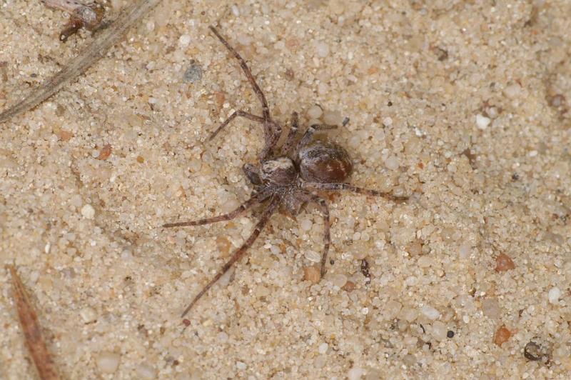 Philodromus_cespitum_D2967_Z_89_NP De Hoge Veluwe_Nederland.jpg